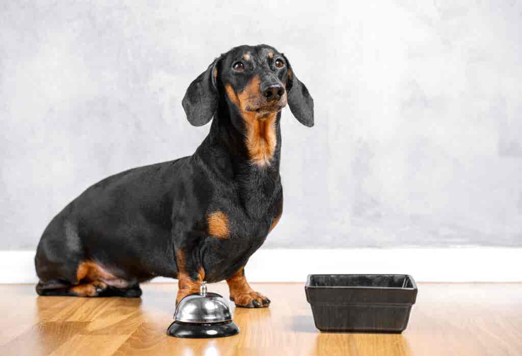 Dog with bell and bowl