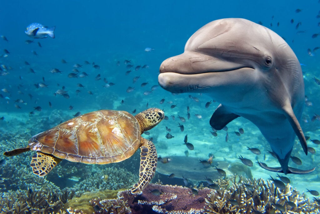 Delfin z żółwiem