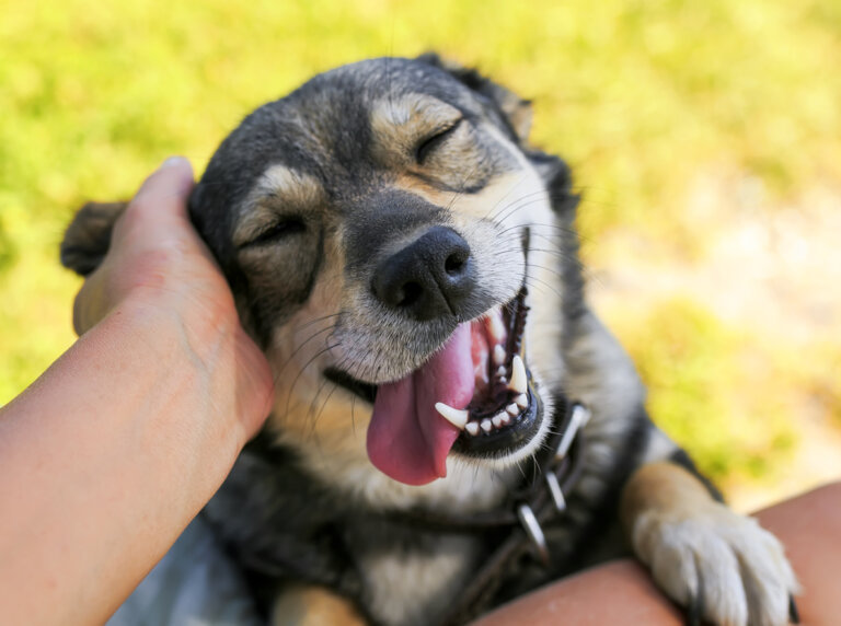 Tener un perro fortalece el cerebro, según un estudio