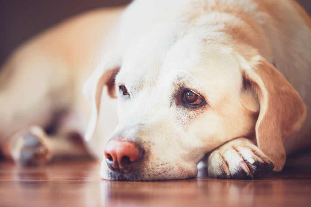 Sad dog due to grief