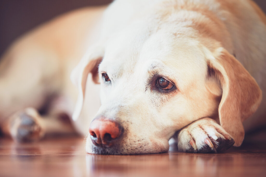 Perro triste por duelo