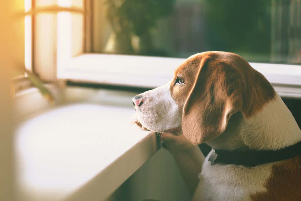 sad dog looking out the window