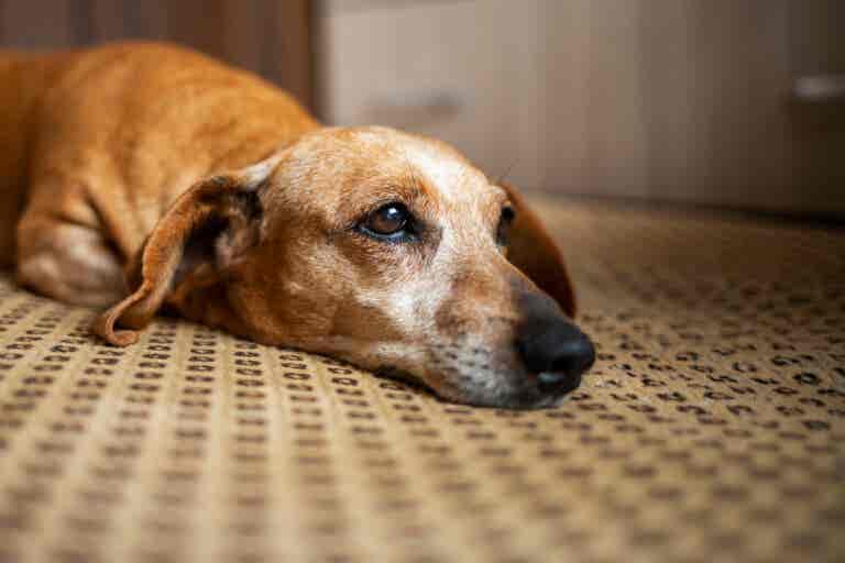 Los perros también hacen duelo tras una muerte, según un estudio