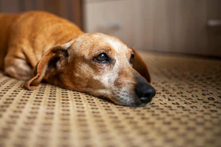 Los perros también hacen duelo tras una muerte, según un estudio