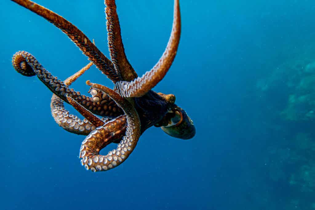 Octopus, one of the animals mentioned in the Cambridge Declaration.