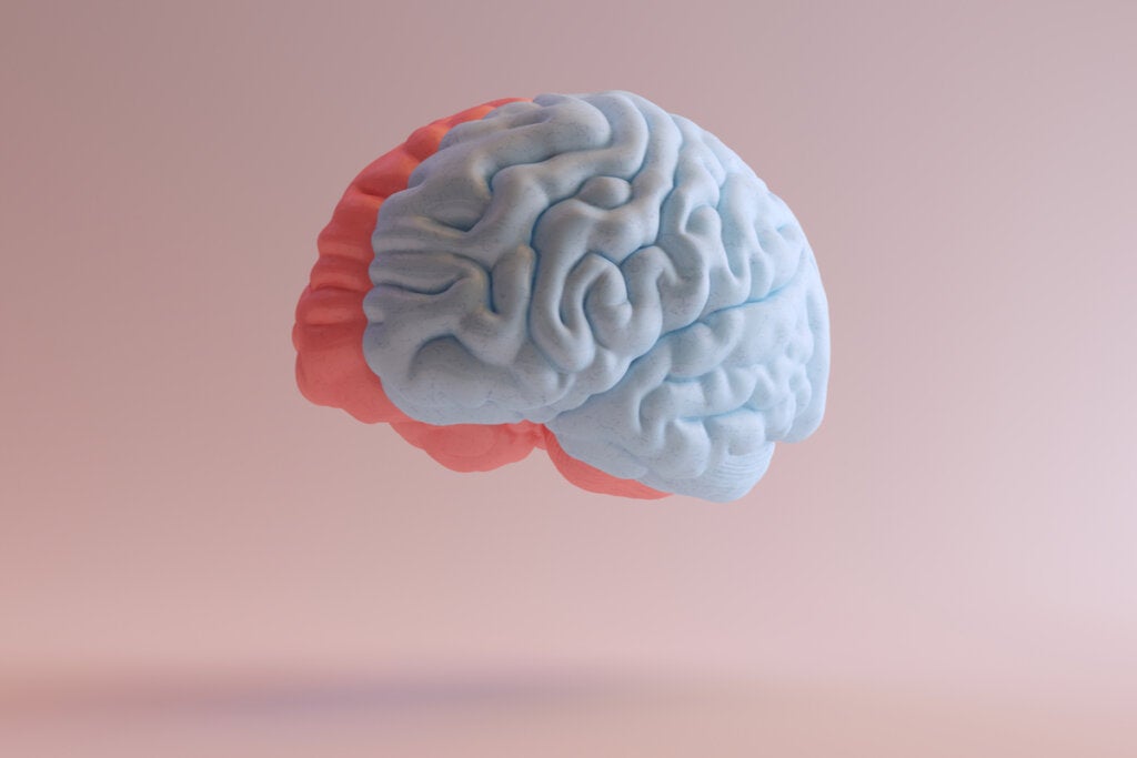 Cerebro de vista lateral representando cómo la anorexia puede alterar la estructura cerebral