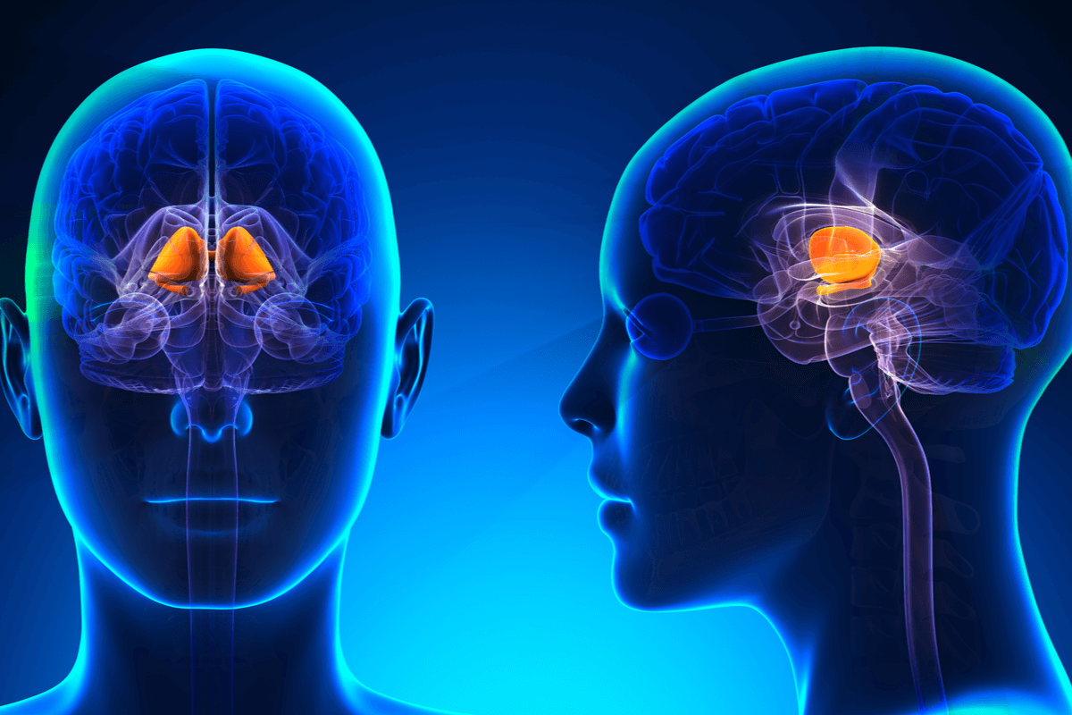 Los ganglios basales y su papel en la formación de hábitos