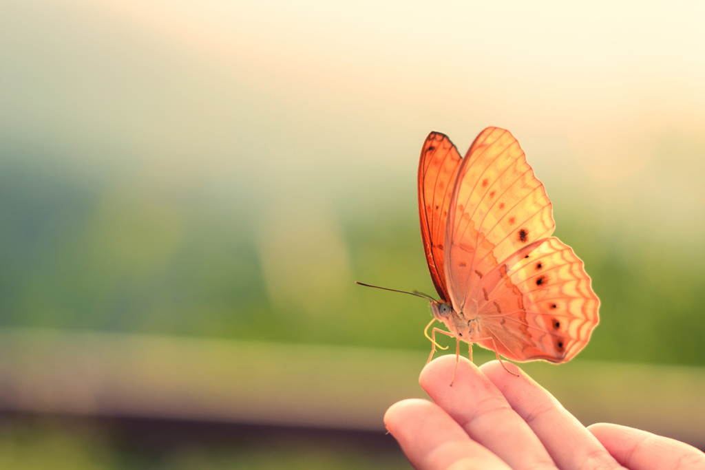 Mariposa en una mano simbolizando el efecto boomerang de la felicidad