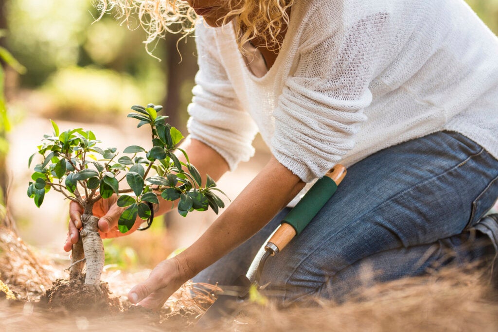 Señora adulta planta un nuevo árbol en el bosque simbolizando a las mujeres de entre 40 y 50 años