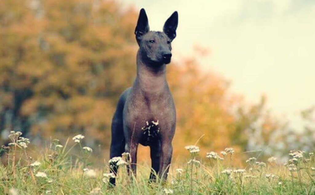 Xoloitzcuintli