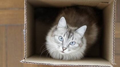 ¿Por qué a los gatos les gusta meterse en espacios pequeños?