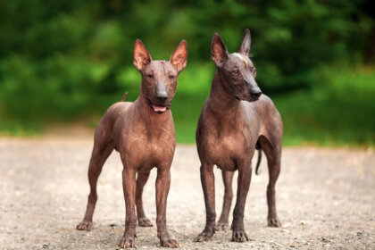 Xoloitzcuintle o perro azteca: el encargado de guiar las almas al inframundo