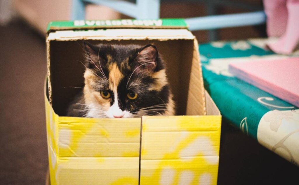 Katzen lieben kleine Räume und Schachteln