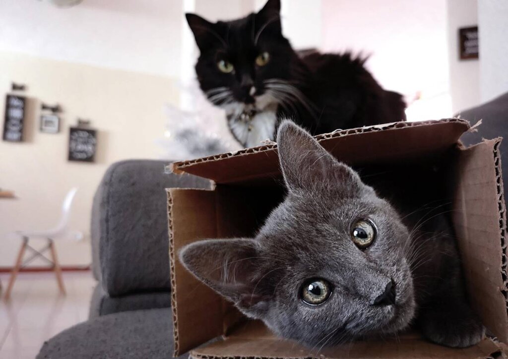 imagen para simbolizar por qué a los gatos les gusta meterse en espacios pequeños