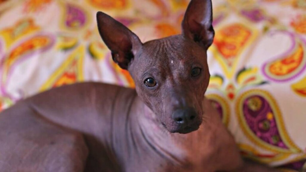 Xoloitzcuintle