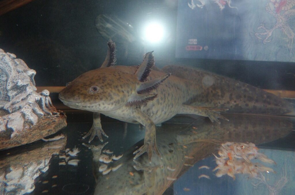 Axolotl