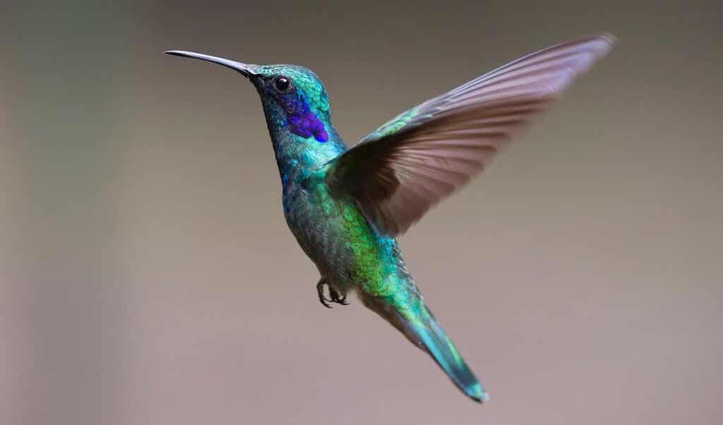 Een kolibrie