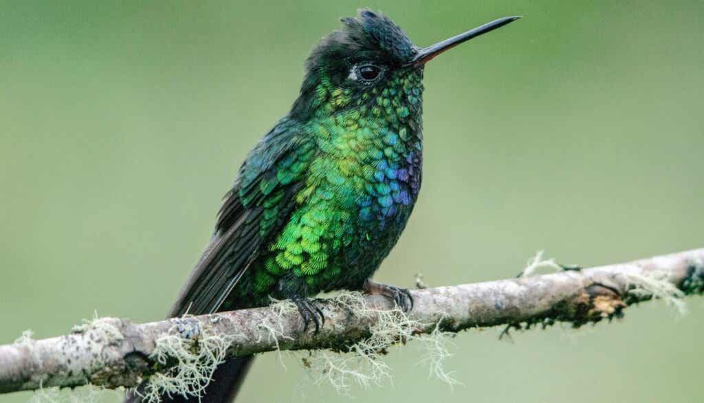 imagen para representar la leyenda del colibrí