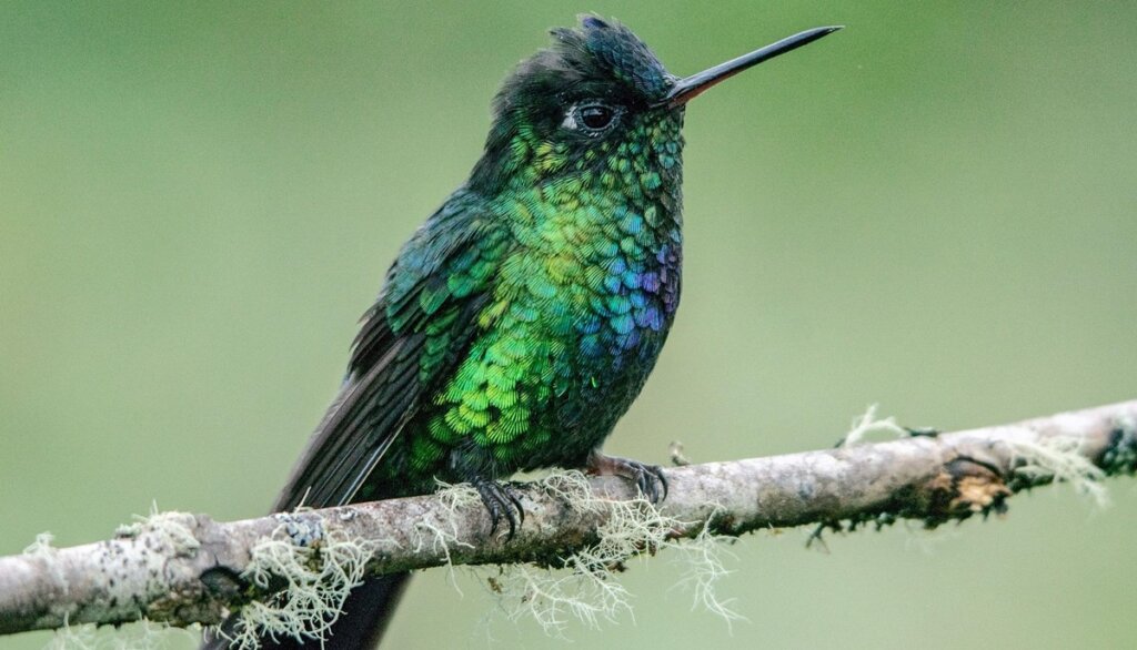 imagem para representar a lenda do beija-flor