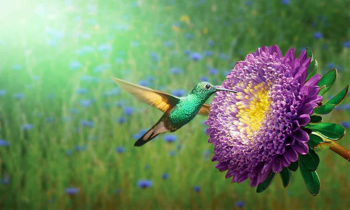 La leyenda maya del colibrí, el mensajero de los dioses