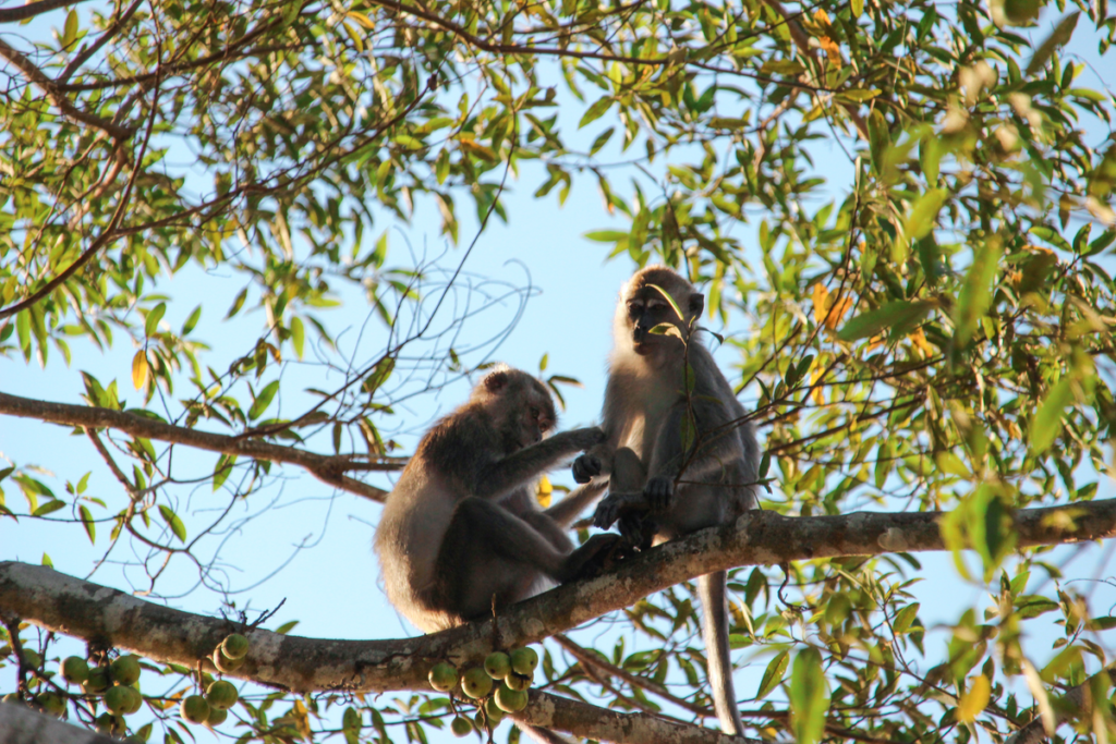 Two monkeys hugging