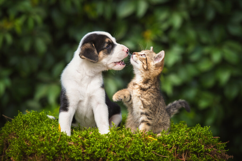Sind Tiere von Natur aus hilfsbereit?
