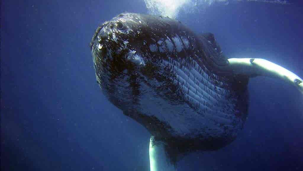 image pour représenter que les baleines chantent