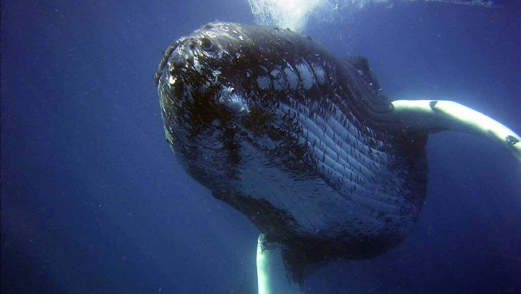 immagine per rappresentare che le balene cantano