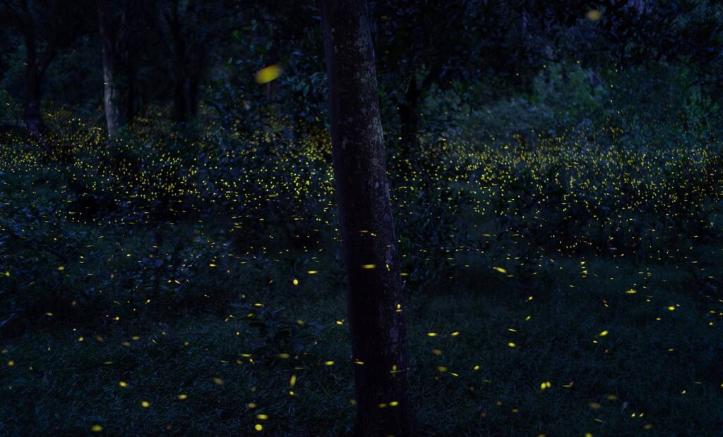 Glühwürmchen im Wald