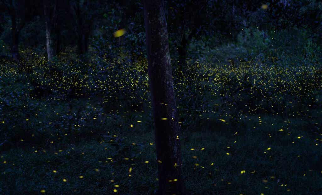 bosque para simbolizar la unión entre luciérnagas y seres humanos