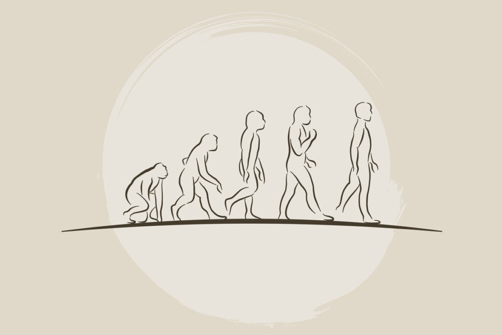 Ewolucja człowieka