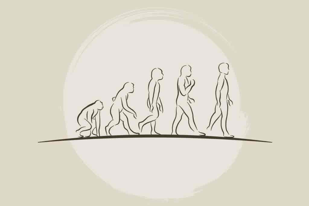 The evolution of man