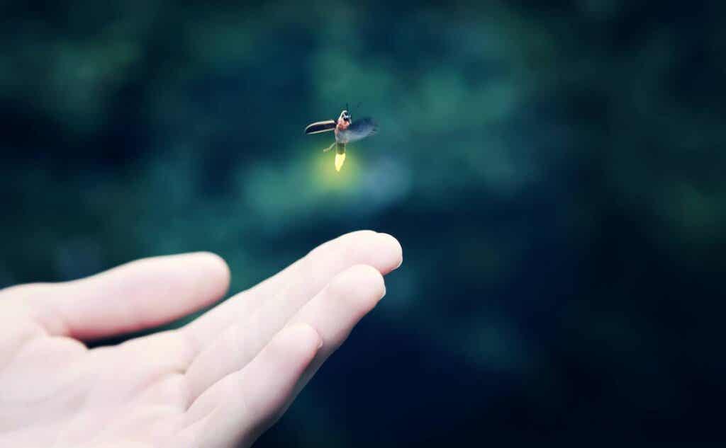 mano con insecto para representar la unión entre luciérnagas y seres humanos