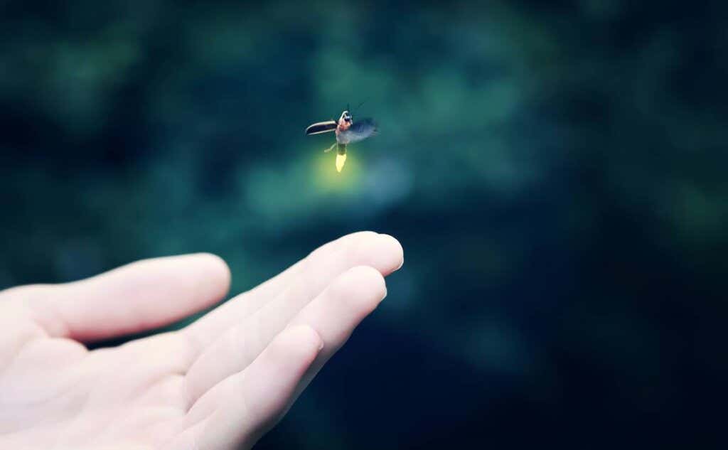mano con insecto para representar la unión entre luciérnagas y seres humanos
