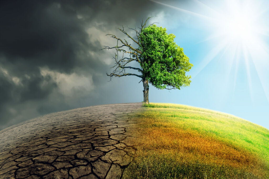 Árbol quemado por el cambio climático