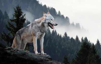 La historia de la loba alfa de Yellowstone, matriarca de los bosques