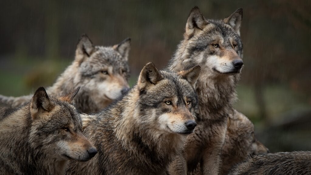 wataha wilków alfa z Yellowstone