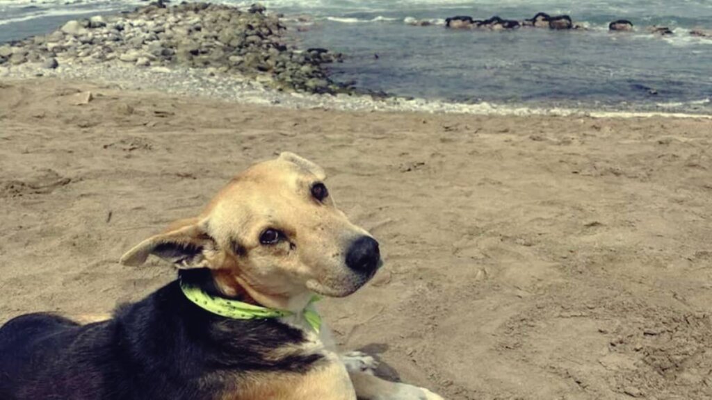 Die Geschichte von Vaguito, dem peruanischen Dachshund