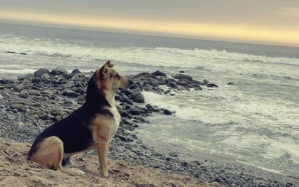 La historia de Vaguito, el Hachiko peruano