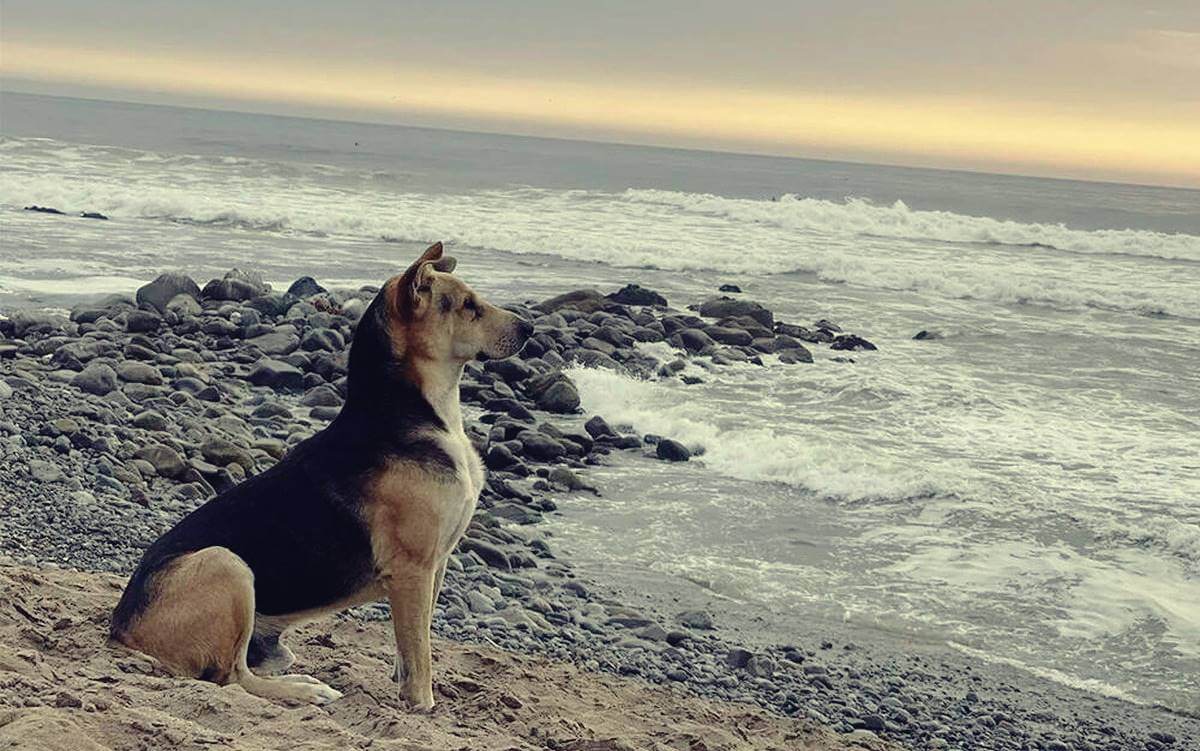 La historia de Vaguito, el Hachiko peruano