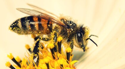 Las abejas también saben matemáticas