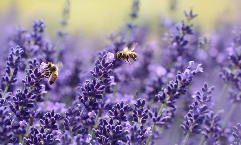 Bienen im Lavendelfeld