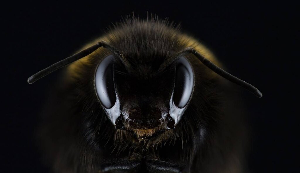 image pour symboliser que les abeilles connaissent aussi les mathématiques