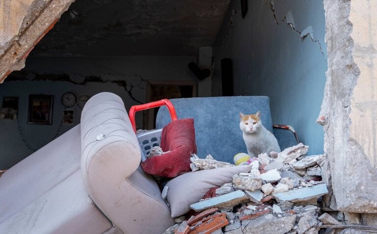 La historia de Enkaz, la gata rescatada en el terremoto de Turquía