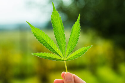 Derribando un curioso mito sobre la marihuana