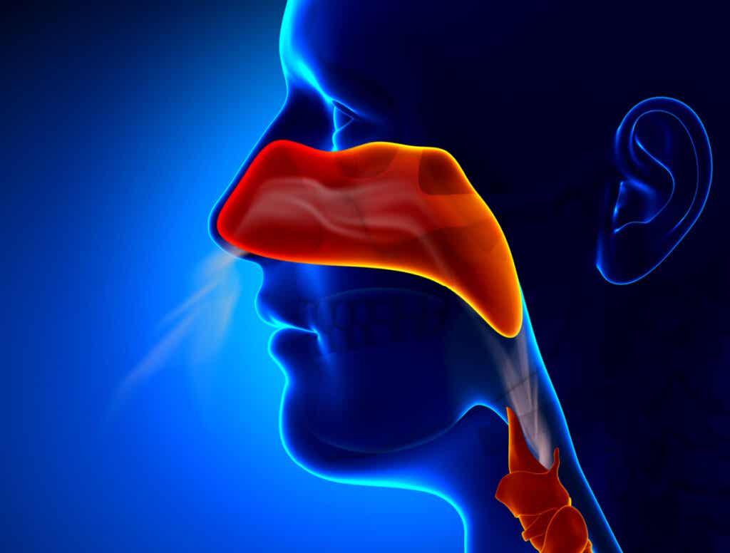 Verschiedene Krankheiten können das Geruchssystem beeinträchtigen und Anosmie auslösen