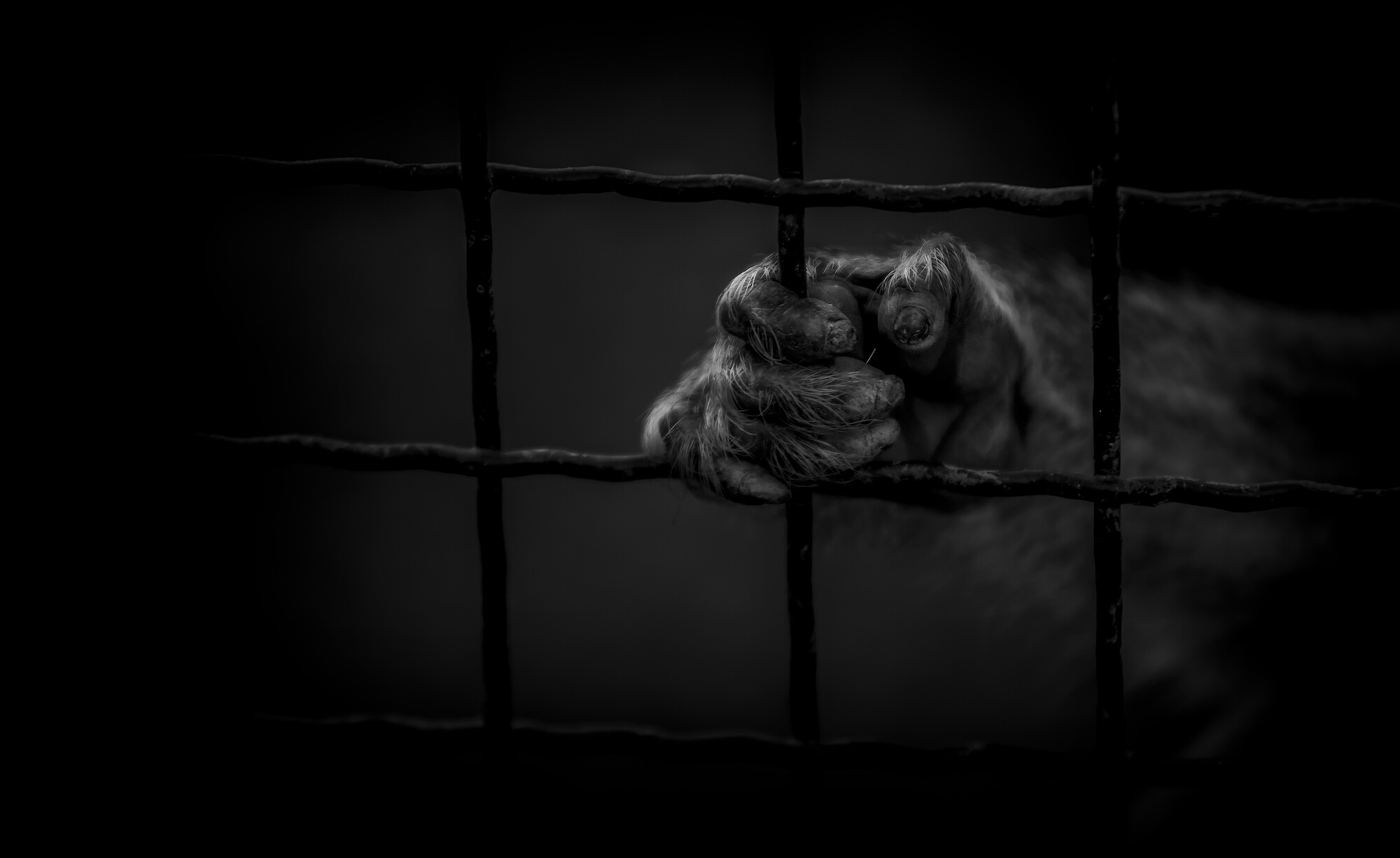 Cómo trabajar entre gritos de agonía