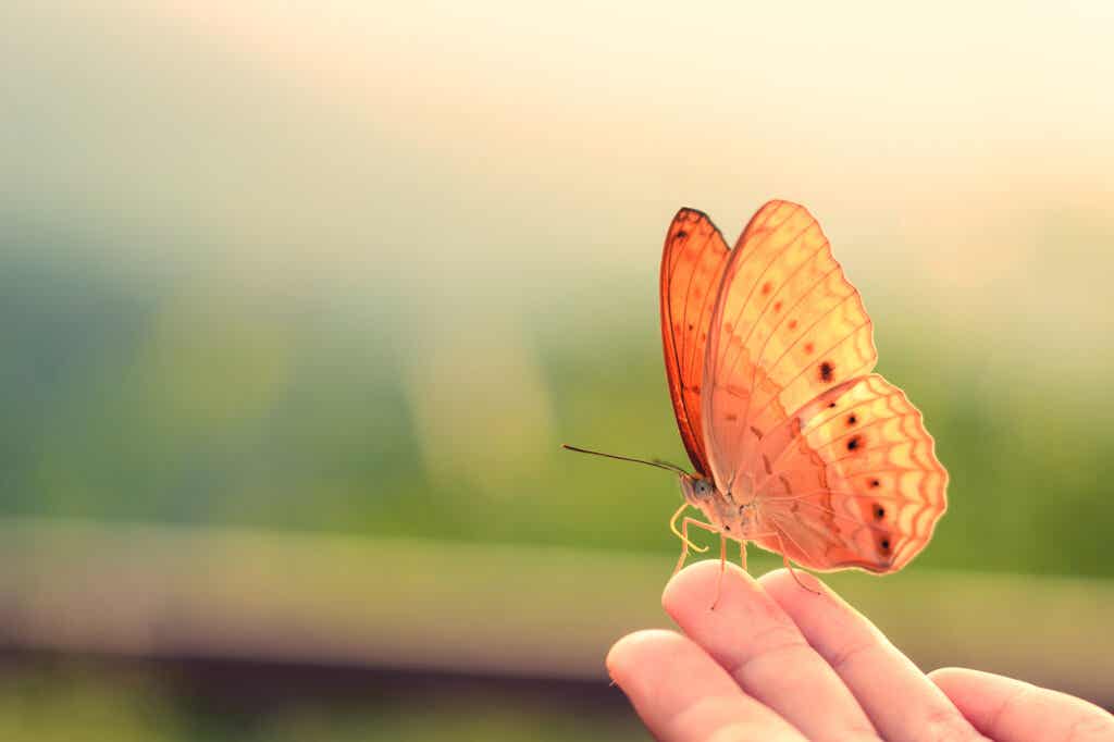 Sostener una mariposa naranja en la mano