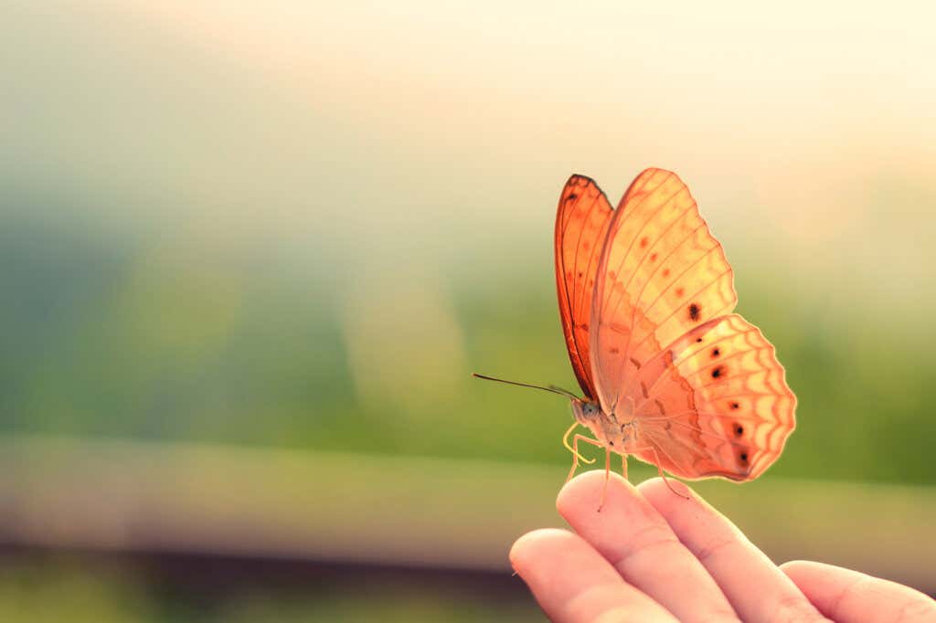 Trzymając w ręku pomarańczowego motyla