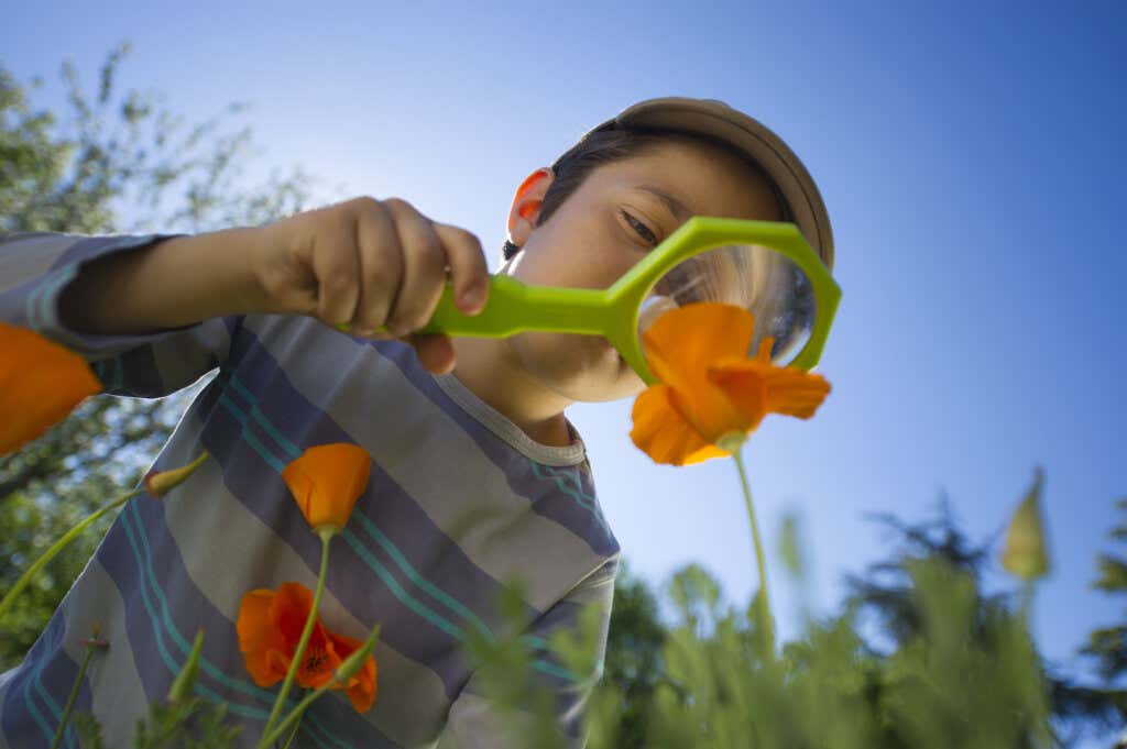 child observing flowers